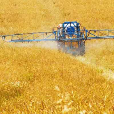 wheat-field