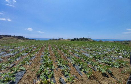 campo-di-zucchine