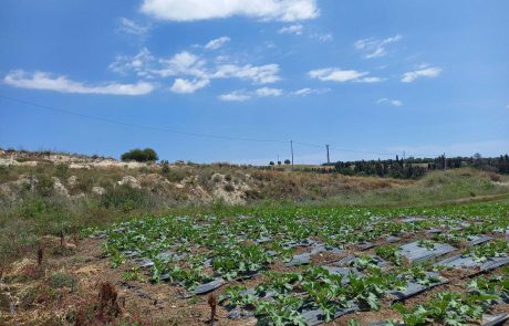 Falcone-Carolina-Azienda