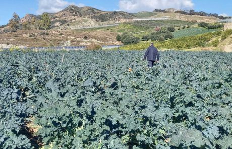 Falcone-Carolina-Reggio-Calabria