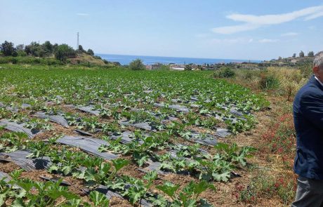 campo-di-zucchine